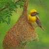 Weaver Bird Paint By Numbers