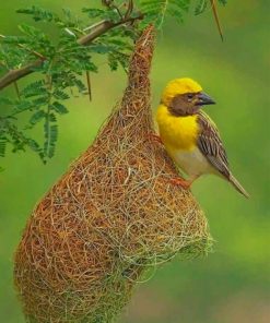 Weaver Bird Paint By Numbers