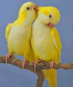 Wilsons Warbler Birds Paint By Numbers