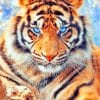 Bengal Tiger Paint By Numbers