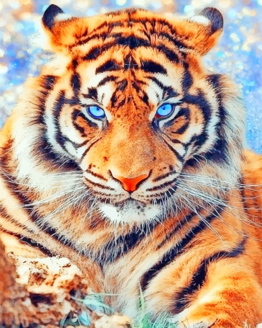 Bengal Tiger Paint By Numbers