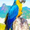 Blue And Yellow Parrot paint by numbers