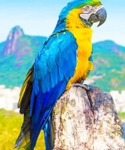 Macaw Bird Paint By Numbers