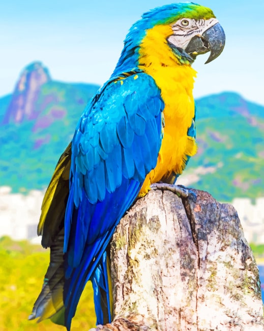 Macaw Bird Paint By Numbers