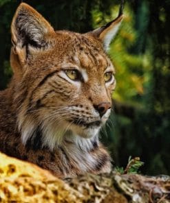 Wild Bobcat Paint By Numbers