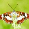 White Admiral Butterfly Paint By Numbers