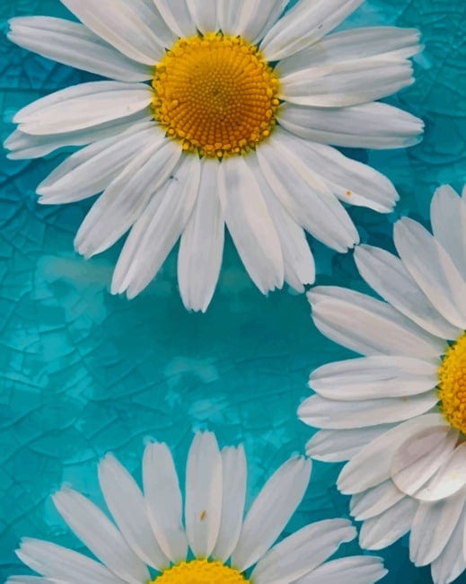 Common Daisy Paint by numbers