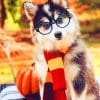 Dog Wearing Glasses Paint By Numbers