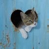 Kitten In Heart Hole Paint By Numbers