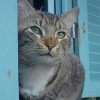 Domestic Short Haired Cat Looking Through The Window paint by numbers