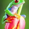 Frog On Tulip Paint By Numbers