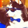 Husky With Sunglasses paint by numbers