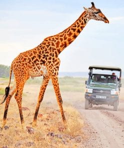 Kenya Giraffe paint by numbers