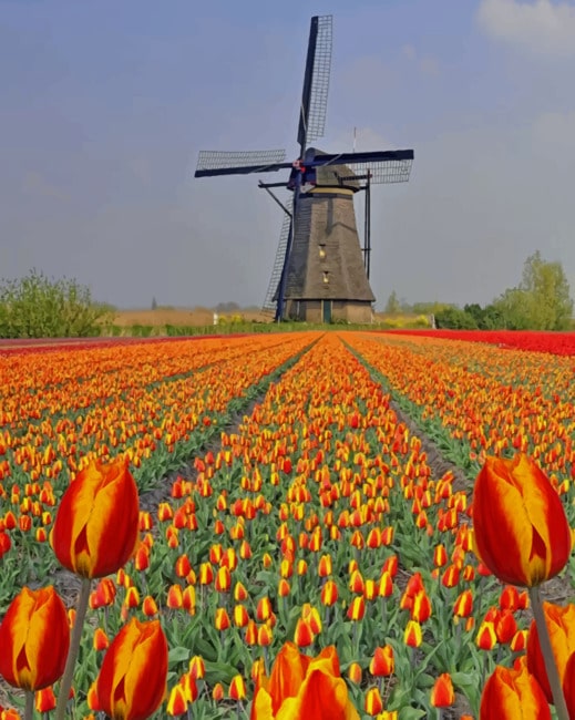 Tulips Kinderdijk Netherlands Paint By Numbers