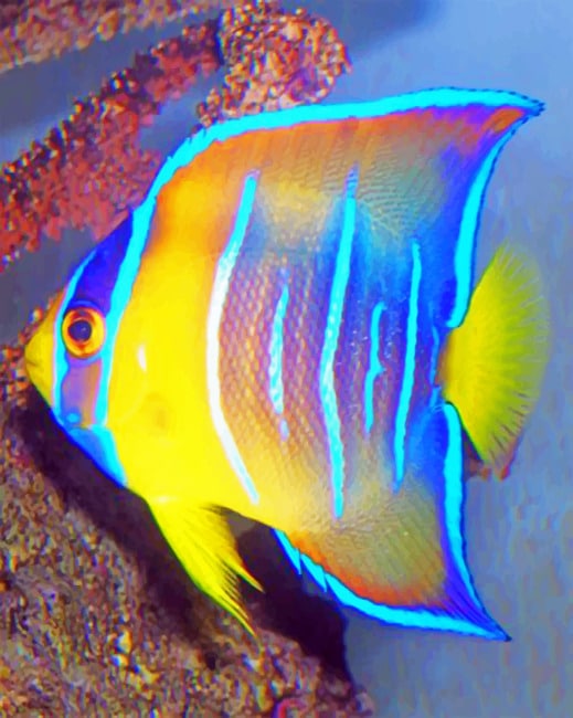 queen-angelfish-new-paint-by-numbers-paint-by-numbers-art