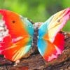 Rainbow Butterfly paint by numbers