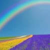 Rainbow In Lavender Field paint by numbers