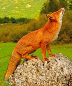 Red Fox paint by numbers