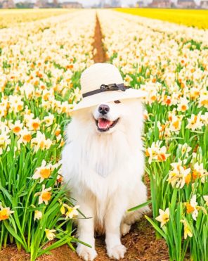 Samoyed Dog In Hat Paint By Numbers