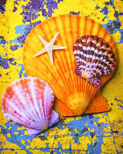 Sea Shells paint by numbers