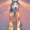 Siberian Husky Paint By Numbers