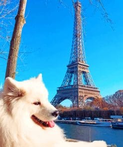 White Dog In Paris paint by numbers
