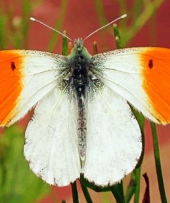 White Orange Butterfly Wings paint by numbers