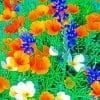 Orange Mexican Gold Poppies Paint By Numbers