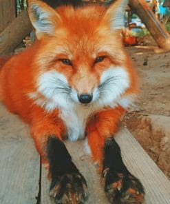 Red Fox Paint By Numbers