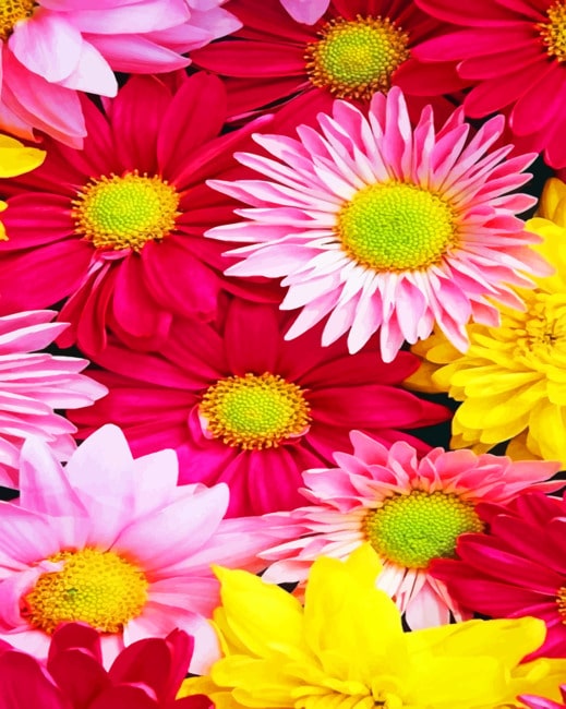 Pink Gerbera Daisies Paint By Numbers - Numeral Paint Kit