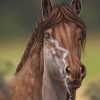 Beautiful Brown Horse Paint by numbers