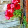 Red Poppies Anemones Paint By Numbers