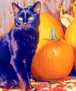 Black Cat And Pumpkins Paint By Numbers