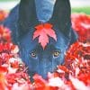 Black German Shepherd Paint By Numbers