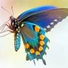 Pipevine Swallowtail Paint By Numbers