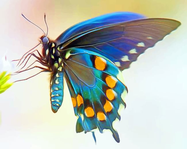 Blue Green Butterfly Wing paint by numbers