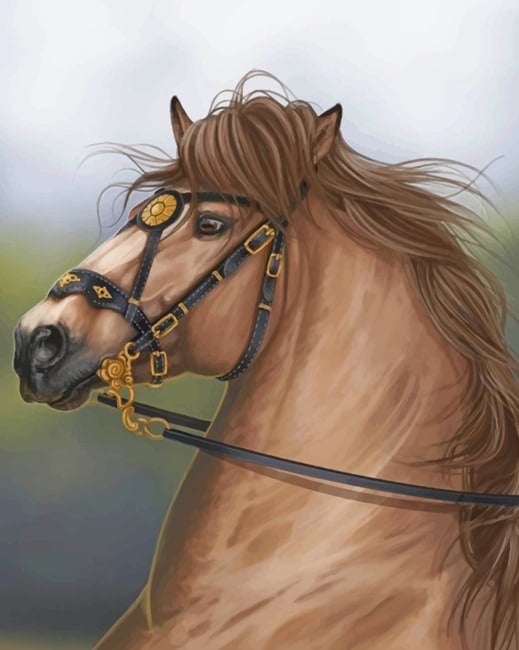 Brown Arabian Horse Paint by numbers