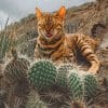 Bengal Cat And Cactus Paint By Numbers