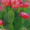 Floral Cactus Paint By Numbers