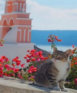 Cat In Greece Paint By Numbers