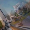 Cat Reflection paint by numbers