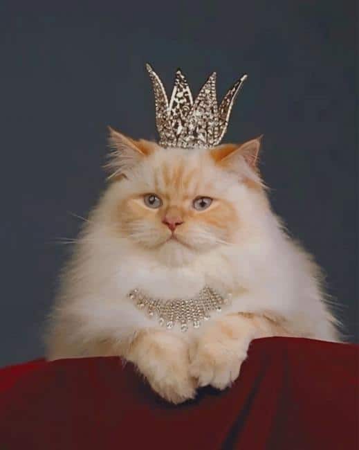cat-with-a-crown-paint-by-numbers.jpg
