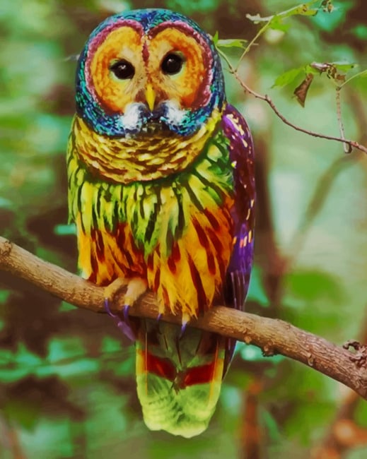 Colorful Owl - World Paint by Numbers Kits DIY