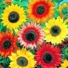 Red And Yellow Sunflowers Paint By Numbers