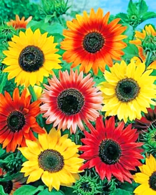 Colorful Sunflowers paint by numbers