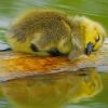 Cute Baby Duck Sleeping paint by numbers