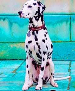 Dalmatian Dog paint by numbers
