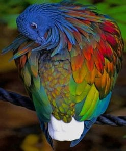 Nicobar Pigeon Paint By Numbers