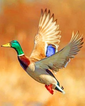 Flying Mallard Duck Paint By Numbers