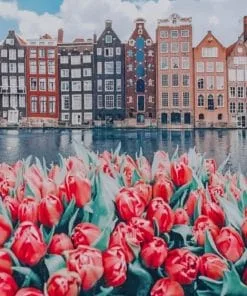 Amsterdam Tulips Paint By Numbers